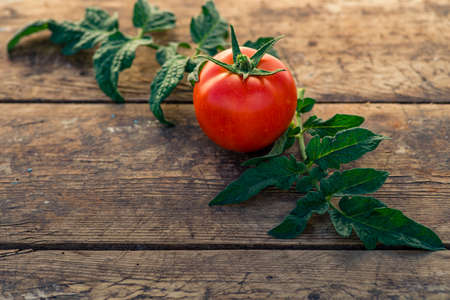 Fresh organic tomatoes on rustic wood background ripe garden, Cooking food concept Italian Copy space leaf oneの写真素材