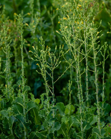 Lettuce grown for seeds. Lettuce that has finished flowering in the garden. Seeds can be picked-up...