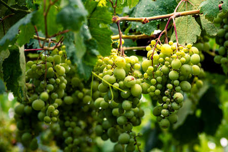 Beautiful grapes leaves in a vineyard, garden. white background, summer. sunny day. green grapes unripe, metal, copy space.の写真素材