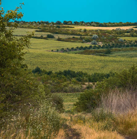 beautiful Landscape in summer with trees and meadows countryside evening light rural scenery nature, Path country Moldova hillの写真素材