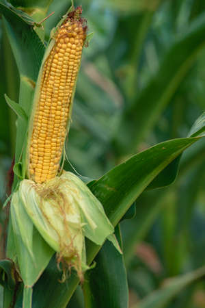 A selective focus picture of corn cob in organic corn field. The corn or Maize is bright green in the corn field. Waiting for harvest stalk, Moldovaの写真素材
