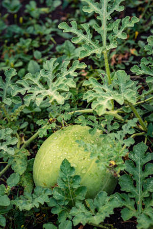 Macro of watermelon Flower with young watermelon. Watermelon growing in the field, with leaves and flowers..の写真素材
