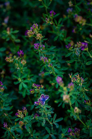 Alfalfa lucerne flower purple Reverdins blue butterfly (Colias croceus) blooms in a green field , sulphur .. summer Moldova.の写真素材
