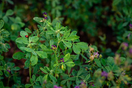 Alfalfa lucerne flower purple Reverdins blue butterfly (Colias croceus) blooms in a green field , sulphur .. summer Moldova.の写真素材