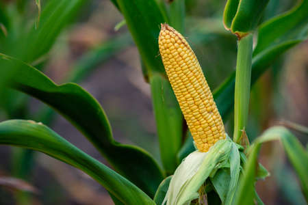 A selective focus picture of corn cob in organic corn field. The corn or Maize is bright green in the corn field. Waiting for harvest stalk, Moldovaの写真素材