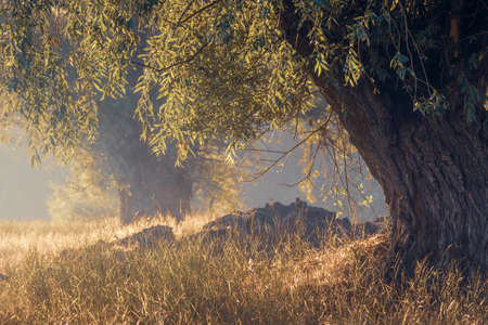 beautiful autumn landscape foggy morning in national park, Sunbeams Throughold dry Willow Tree Fog...