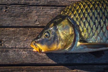 beautiful big carp. Angling. carp fishing. Fishing adventures, carp fishing. Mirror carp (Cyprinus...