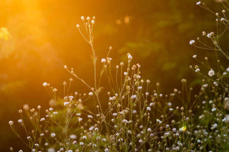 White cephalaria leucantha, Meadow. morning sunlight sunrise Wild flowers and plants sunset, Autumn field sunset background wallpaper bushgrass Giant scabious warmの写真素材