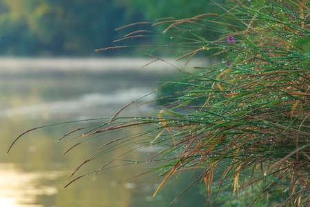 grass dew Early morning river background fog trees. sunlight mist water. Dniester river reflection,...