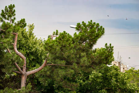 Pine tree branches sky Christmas tree, cut because it tangles with the electrical cables, Moldovaの写真素材