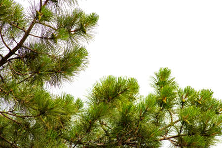Siberian fir Pine branch with raindrops close up christmas new year holiday background summer winter...