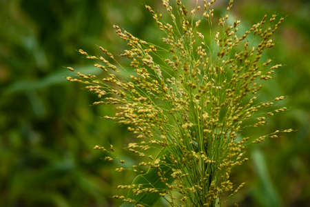 millet plant Panicum miliaceum. seed growth in the fields Proso blurry yellow green color backgroundの写真素材