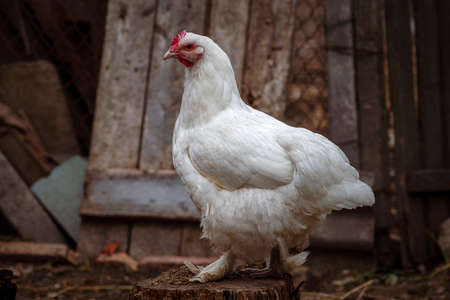 Portrait of the white orpington chicken hen hen house nibbling on the green grass gallus domesticus bird feeding at the farm wood fence, red comb, wearing shoes villageの写真素材
