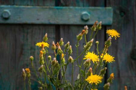 Yellow flowering Sonchus arvensis or Field Sowthistle.old wooden gate painted turquoise background