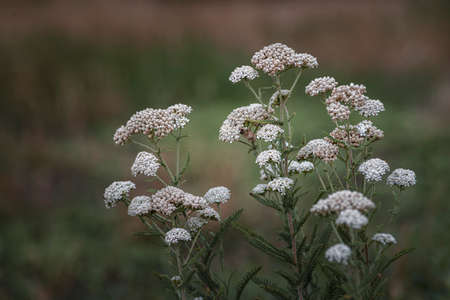Milfoil flowers in meadow macro photo. Medical herb, Achillea millefolium, yarrow or nosebleed plant white wild flower brown backgroundの写真素材