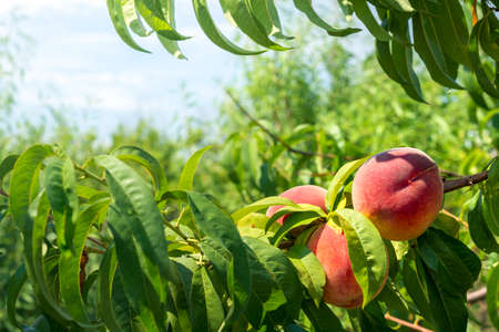 Peach growing on a tree branches Fresh sunset light blur green background Natural fruit. organic Ripe fruit Moldova Beautiful close upの写真素材