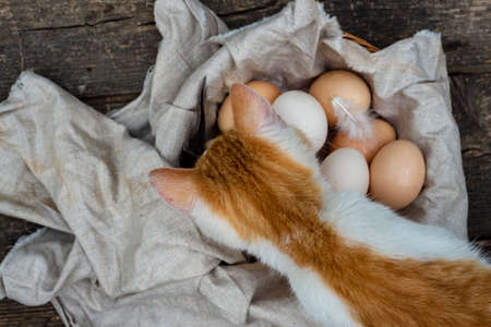 cat, organic eggs wooden table background Food Rustic Still Life sack bag wicker basket chicken...