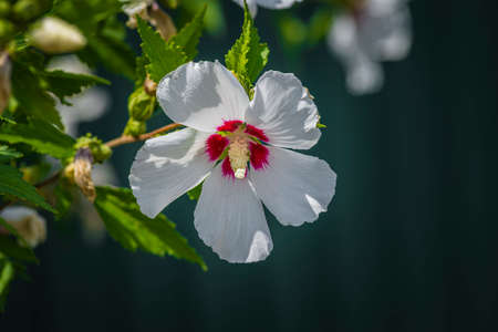 beautiful white flowers of hibiscus syriacus (The Rose of Sharon) . Space for your text.の写真素材