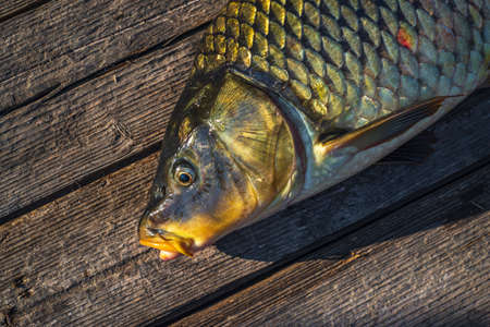beautiful big carp. Angling. carp fishing. Fishing adventures, carp fishing. Mirror carp (Cyprinus carpio),. Angler trophy. Sunset Live fresh just caught river Dniester, fish wood tableの写真素材