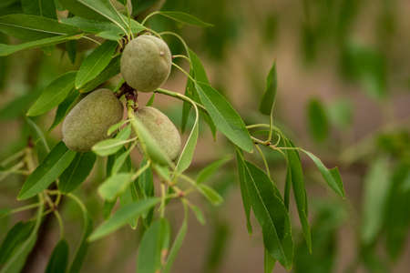 Almond's nuts tree copy space green branch Moldova harvest