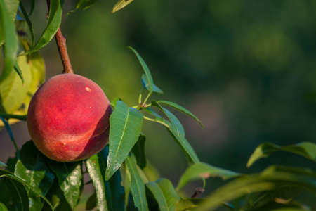 Peach growing on a tree branches Fresh sunset light blur green background Natural fruit. organic Ripe fruit Moldova Beautiful close upの写真素材