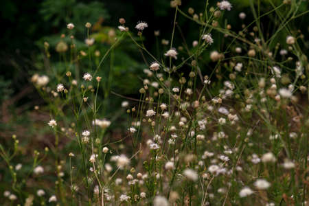 White cephalaria leucantha, Meadow. morning sunlight sunrise Wild flowers and plants sunset, Autumn...