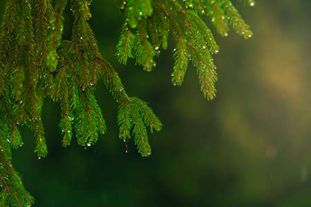 Siberian fir Pine branch with raindrops close up christmas new year holiday background summer winter...