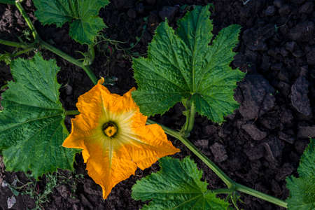 Beautiful yellow pumpkin flower Squash garden backyard field soil, Zucchini or courgette, Agriculture concept ingredient leaves Honey bee, green background.の写真素材