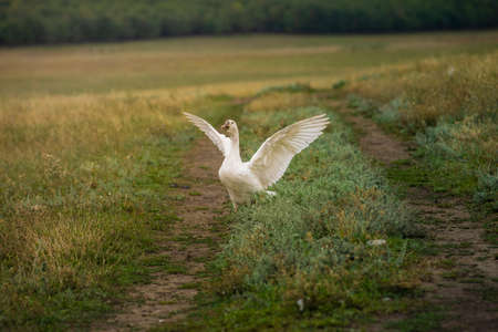 Geese in the grass, domestic bird, flock of geese. Flock of domestic geese. Summer green rural farm landscape gaggle.の写真素材