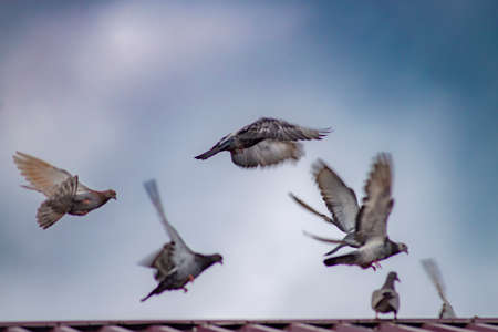 white dove in the sky homing pigeon bird flying fand perching on home roof tileの写真素材