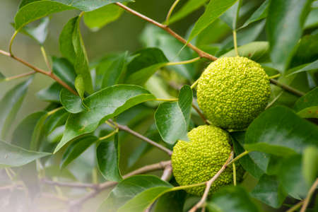 Maclura pomifera fruit or Adam apple growing on tree. Mulberry family (Moraceae) used in alternative...