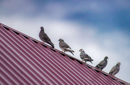 white dove in the sky homing pigeon bird flying fand perching on home roof tileの写真素材
