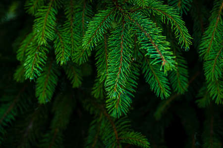 Siberian fir Pine branch raindrops close up concept christmas new year holiday background summer...