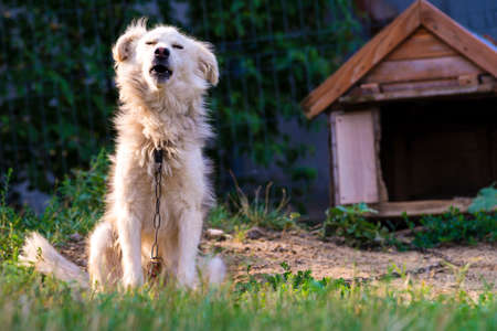 Maremmano Abruzzese Maremma Sheepdog portrait in the nature near cage