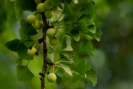 Ginkgo Biloba leaves Water Drops fruit