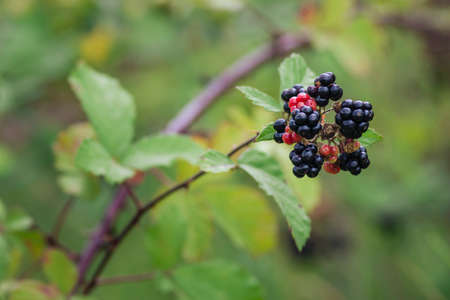 Wild Blackberries growing ripening twig Natural food - fresh garden. Bunch of ripe blackberry fruit...