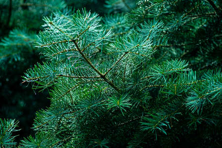 Siberian fir Pine branch raindrops close up concept christmas new year holiday background summer...