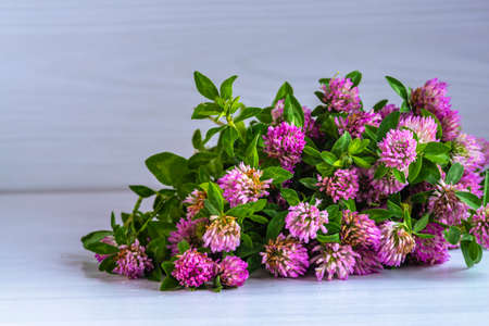 pink Clover oil Flower Blossom white background tincture infusion traditional medicine aromatherapy Small bottle Trifolium pratense text space cosmetics conceptの写真素材