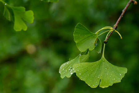 Ginkgo Biloba leaves Water Drops fruitの写真素材