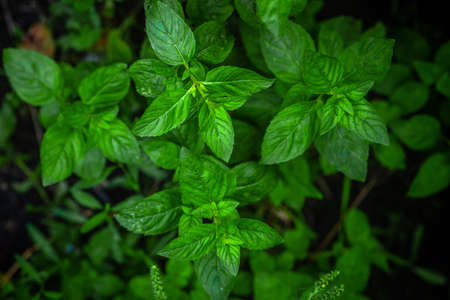 Mint leaves background. Green mint leaves pattern layout design. Ecology natural creative concept....