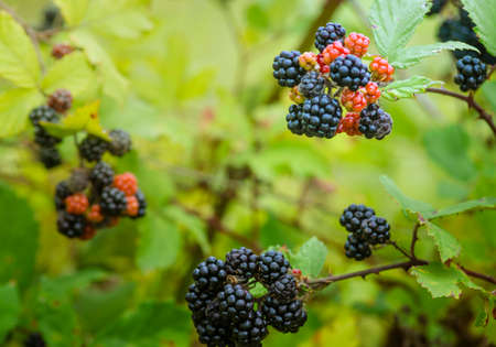 Wild Blackberries growing ripening twig Natural food - fresh garden. Bunch of ripe blackberry fruit...
