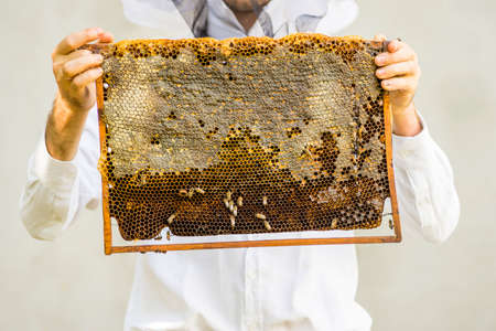 Beekeeper holding frame Background texture pattern section wax Bees work honeycomb from bee hive...