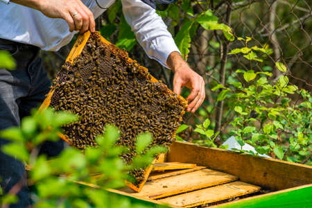 Beekeeper holding frame Background texture pattern section wax Bees work honeycomb from bee hive...