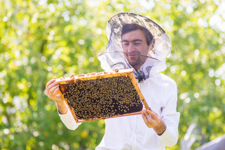 Beekeeper holding frame Background texture pattern section wax Bees work honeycomb from bee hive...