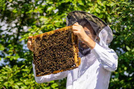 Beekeeper holding frame Background texture pattern section wax Bees work honeycomb from bee hive filled golden honey Concept apiculture apiary Inspectsの写真素材