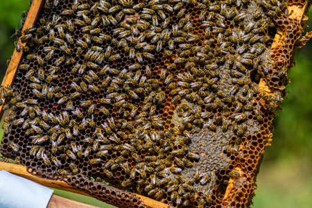 Beekeeper holding frame Background texture pattern section wax Bees work honeycomb from bee hive...