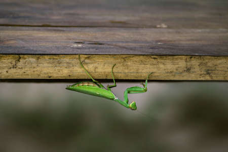 European mantis, mantis religiosa, standing on a branch with yellow moss and looking into camera in summer at sunset. animal wildlife in nature. Green insect with antennas egg.の写真素材