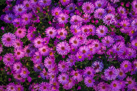 Aster amellus, sunrise light European Michaelmas daisy Purple flowers autumn Symphyotrichum...