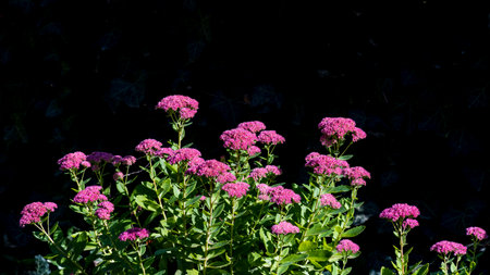 sedum telephium Purple hylotelephium Xenox orpine, livelong, frog's-stomach, live-forever, Orphan John, pink colored flowers of stonecrops, closeup black background Bloomingの写真素材