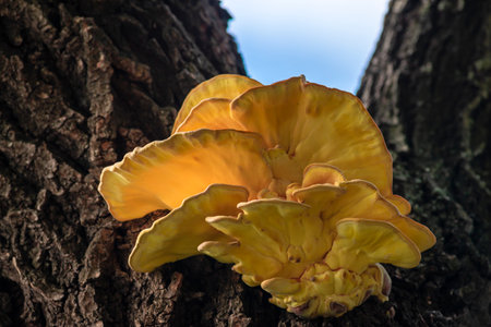 LaetÃ­porus sulphÃºreus Chicken of the wood The sulfur-yellow tinder mushroom Tree Fungusの写真素材